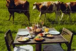 Tisch mit Essen neben weidenden Kühen auf einer Wiese