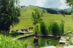 Üppige grüne Landschaft mit einem Teich und weidenden Rindern