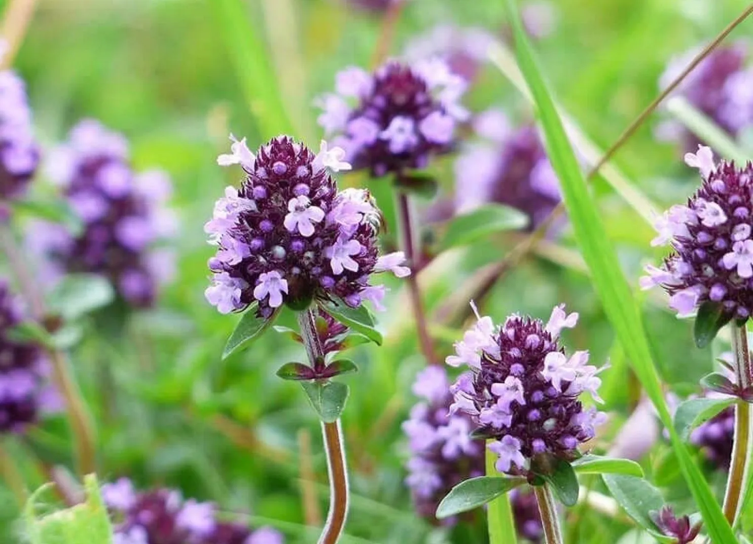 Lila Blüten von Thymian in einem grünen Feld