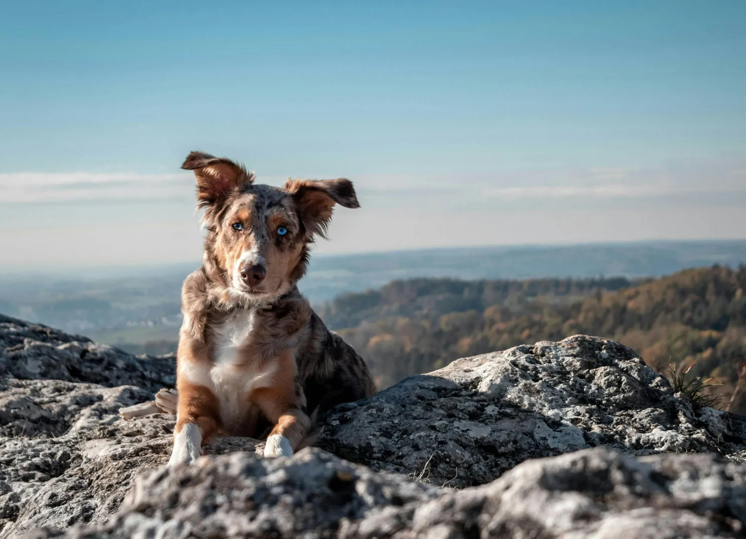 Hund auf einem Felsen mit hügeliger Landschaft im Hintergrund