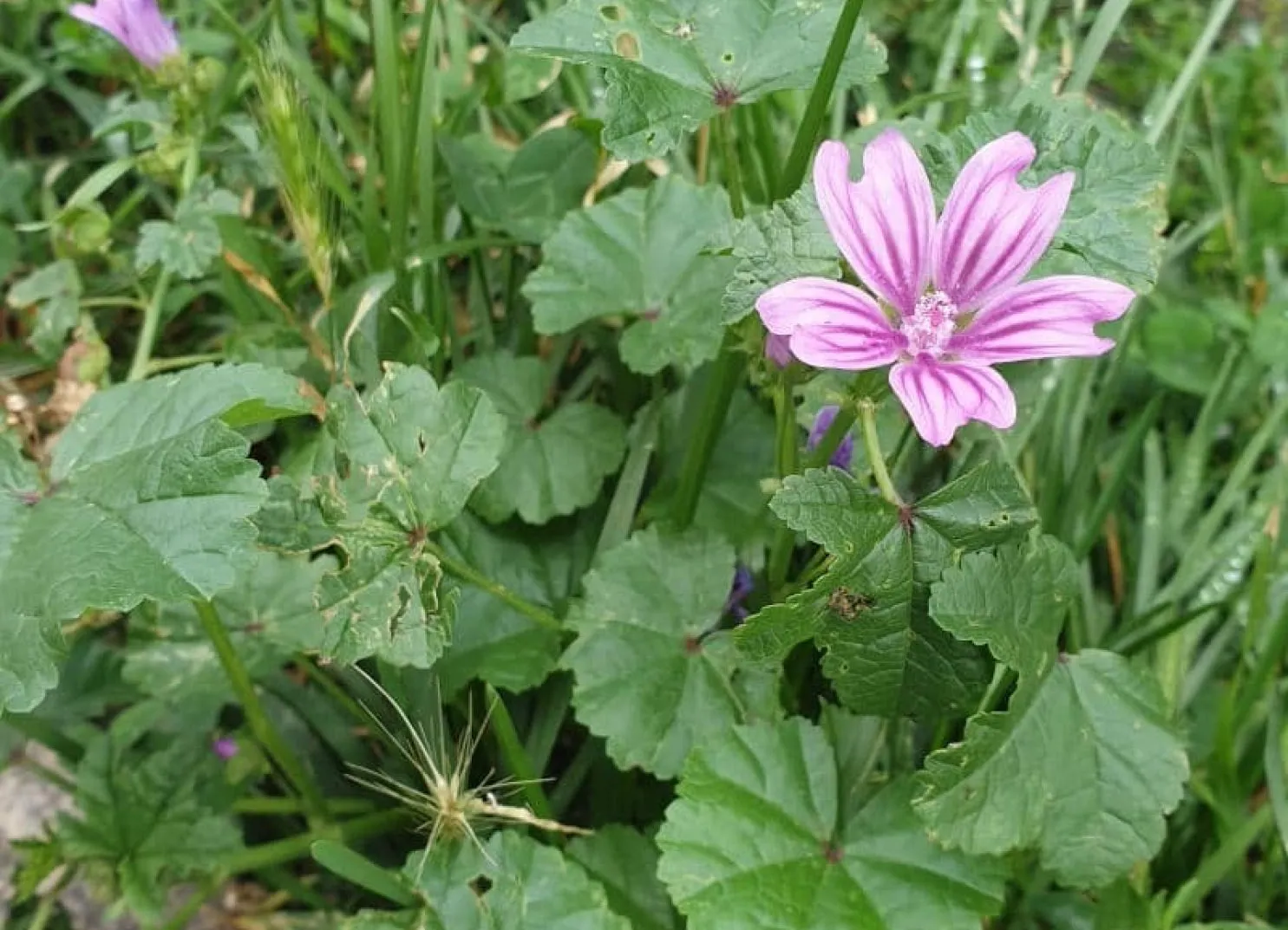 Rosa Blume zwischen grünen Blättern und Gras