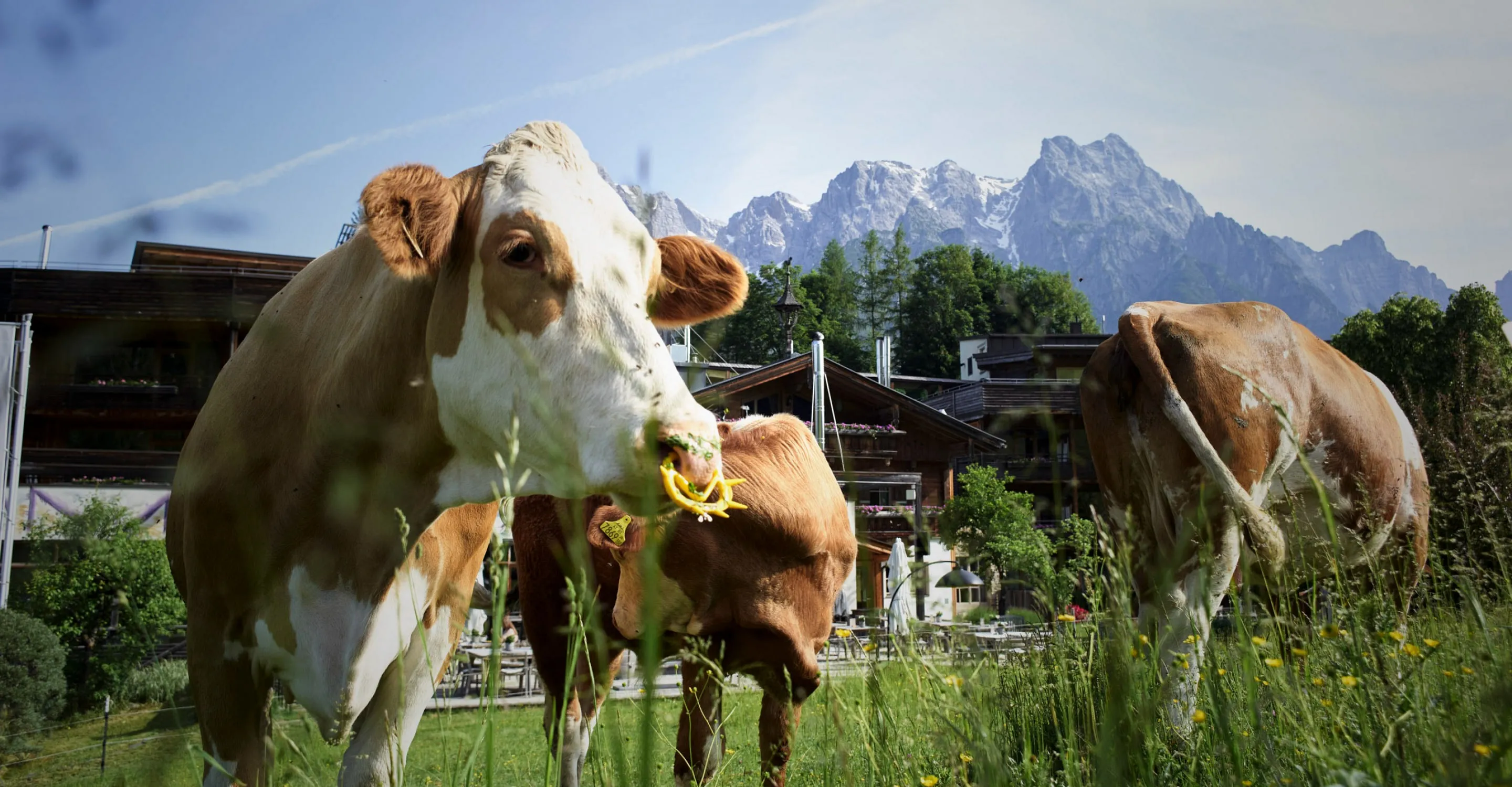 Kühe stehen auf einer Wiese mit Bergen im Hintergrund